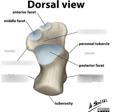 calcaneus anatomy Diagram | Quizlet