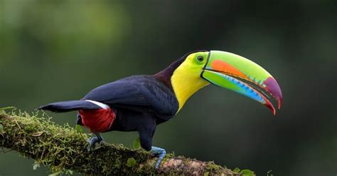 Toucan Beak Color