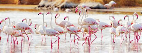 Flamingos Near Bogoria Lake, Kenya Photograph by Ivanmateev - Pixels