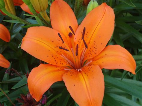 Orange Lily | Our roses & flowers | Pinterest