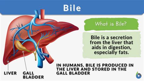 Bile - Biology Simple