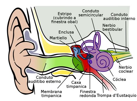 Anatomy Of The Ear Coloring Answer Key Biology Corner - Human Anatomy