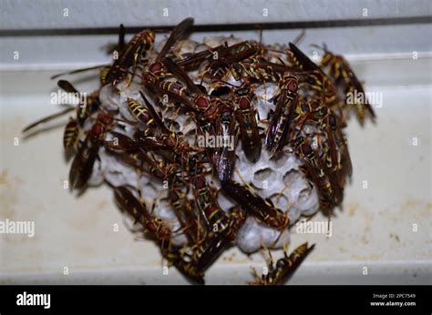 Paper wasp nest covered in hornets Stock Photo - Alamy