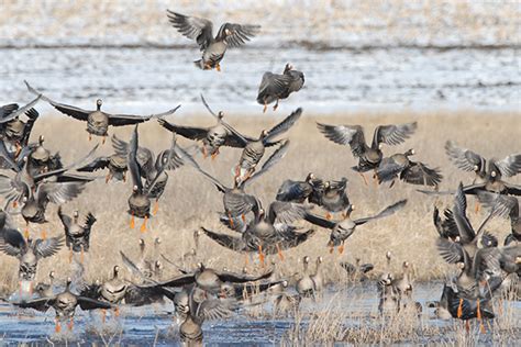 Read & React: Are Duck Migration Patterns Changing? - Wildfowl