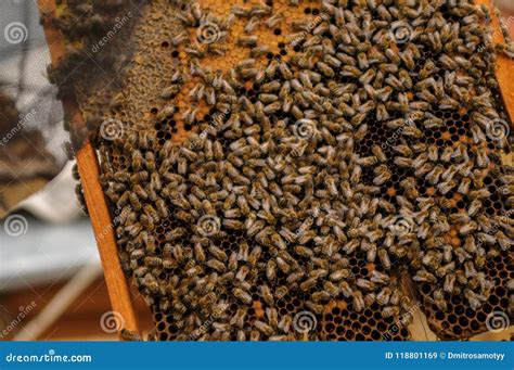 Close-up of Bee Honey Producing Honey. Swarm from the Queen Stock Image ...