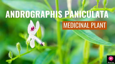 Amazing Health Benefits Of Andrographis Paniculata | King Of Bitters ...