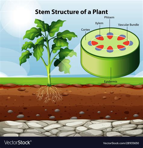 Diagram showing stem structure a plant Royalty Free Vector