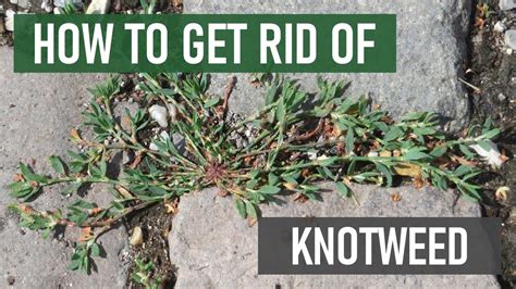 How to Get Rid of Knotweed (4 Easy Steps) - YouTube