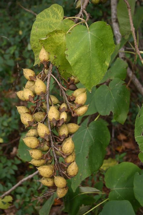 Paulownia (Princess Tree) – Identification and Control | Walter Reeves ...