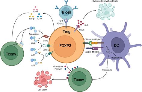 Frontiers | The Dynamic Role of FOXP3+ Tregs and Their Potential ...