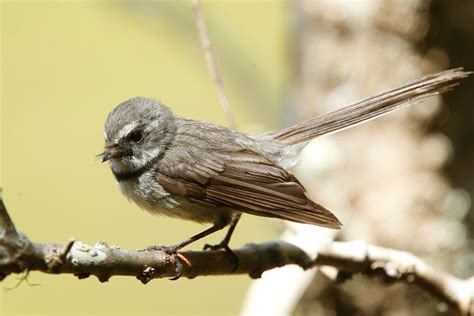 Norfolk Island | BIRDS in BACKYARDS