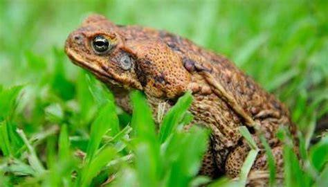 Cane Toad Toxin | Animals - mom.me