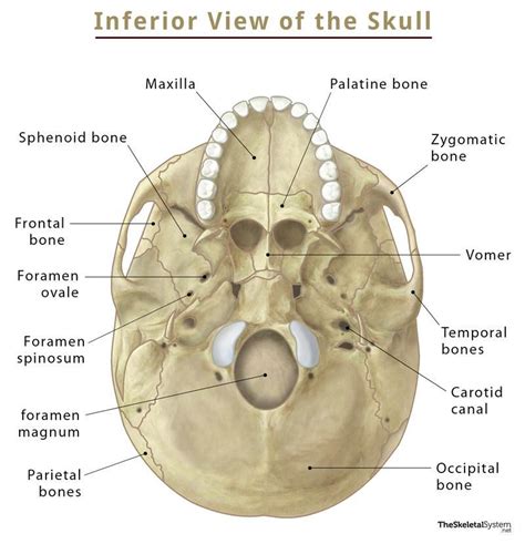 38 inferior skull anatomy labeled