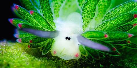 Sheep Of The Sea Are Cutest Slugs We've Ever Seen - The Dodo