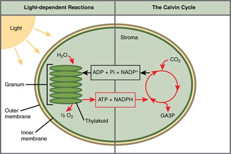 5.11C: The Two Parts of Photosynthesis - Biology LibreTexts