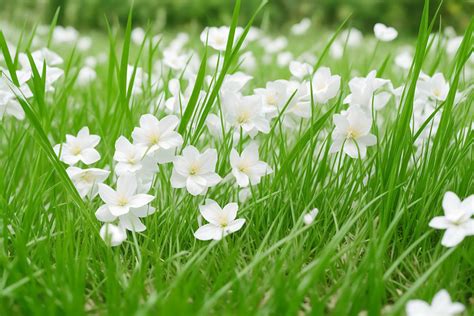 Beautiful Natural White Grass Flowers In The Green Garden Photo | JPG ...