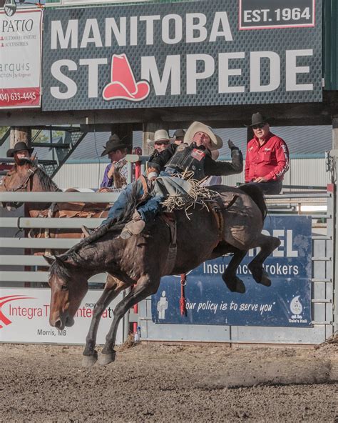 Saddle Bronc Riding - Manitoba Stampede