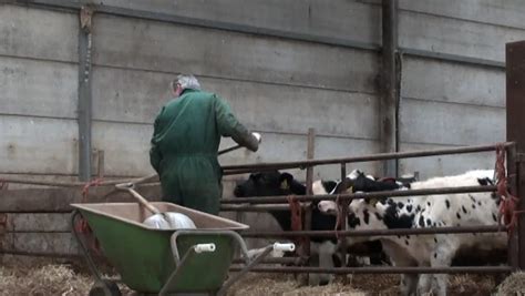 Farmer Feeding Cows Hay in Stock Footage Video (100% Royalty-free) 1816778 | Shutterstock