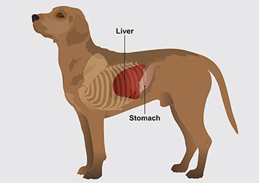 What Is A Liver Dog