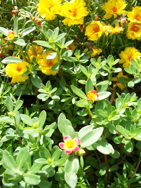 These are my wild small flowering purslane plants with my take narrow ...