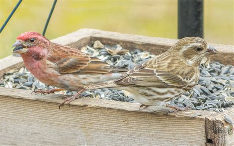 Male and female Purple Finch - FeederWatch