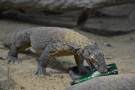 Bronx Zoo- Komodo Dragon eating a Frozen Treat 1 - ZooChat