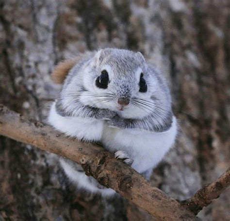 Japanese dwarf flying squirrel : r/interestingasfuck