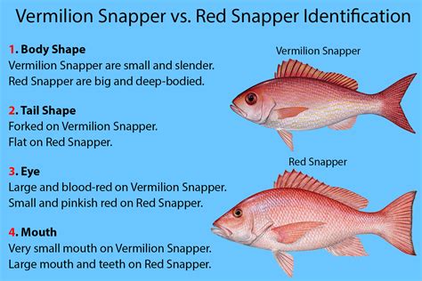 Vermilion Snapper vs. Red Snapper (Updated 2023)