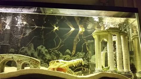 Red devil cichlid tank - YouTube