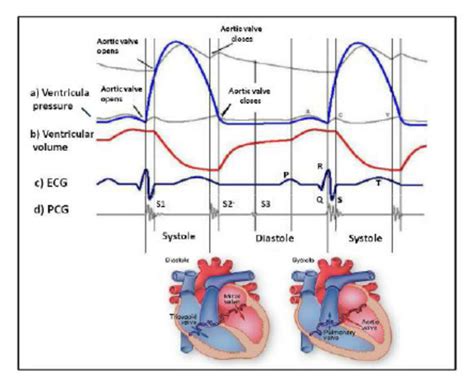 Ecg Cycle