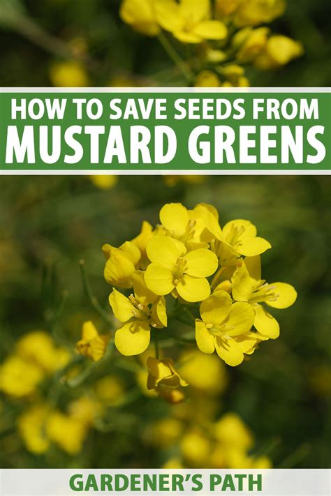 How to Save Mustard Green Seeds for Planting | Gardener's Path