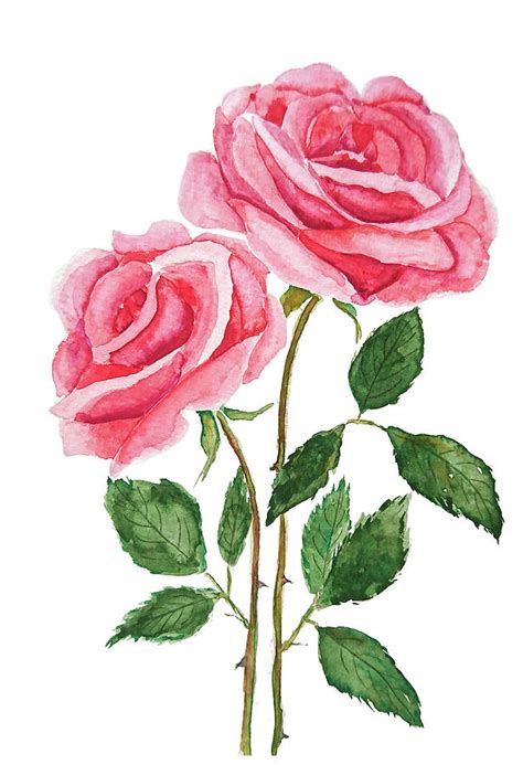 Two Pink Roses Watercolor Painting by Color Color - Pixels