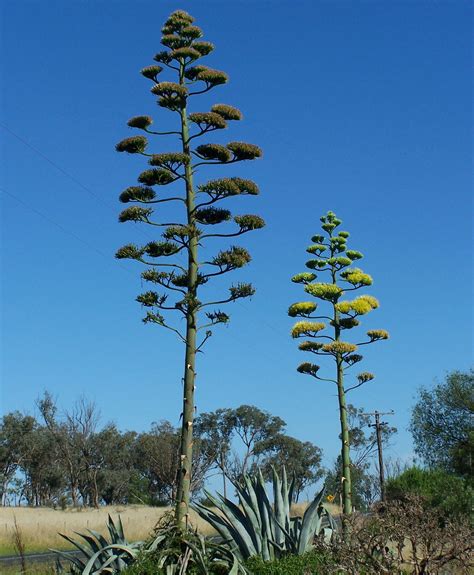 Hortus Camdenensis | Agave americana L.