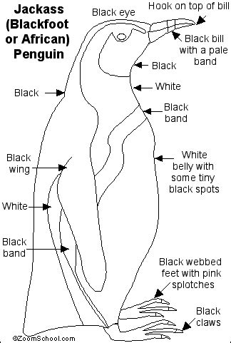 African Penguin Printout- EnchantedLearning.com