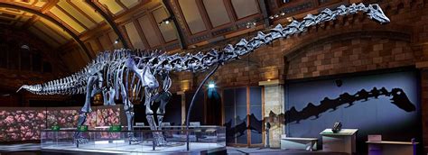 Dippy the Dinosaur returns home to London's Natural History Museum ...