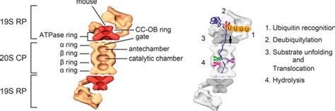 Proteasome - Creative Diagnostics