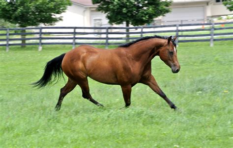 Derby Aged Mare for Sale | Epis Performance Horse | Ontario Canada