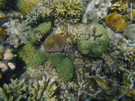 Snorkeling in Pulau Sapi, Tunku Abdul Rahman Marine Park | Snorkeling Sabah