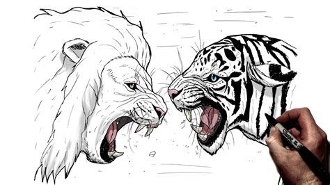 How To Draw Lion vs Tiger | Step By Step - YouTube