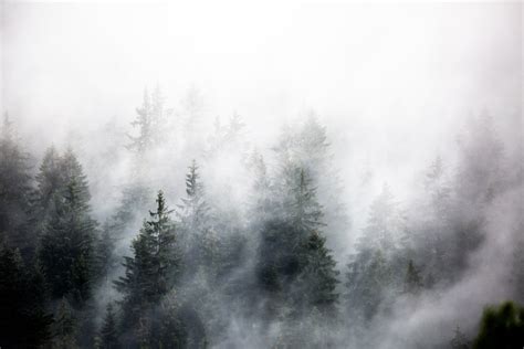 Foggy Woods 4 wallpaper - Free shipping | Happywall