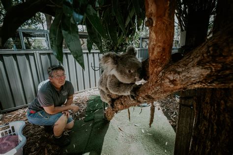 Gallery: Inside the Port Macquarie Koala Hospital