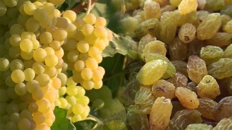 Raisins production process | Grapes, Youtube, Raisin