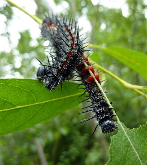 Spiky Caterpillars | Flickr - Photo Sharing!