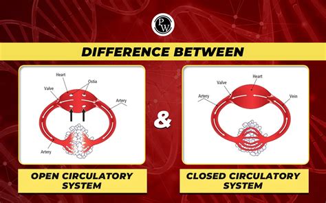 Difference Between Open And Closed Circulatory System