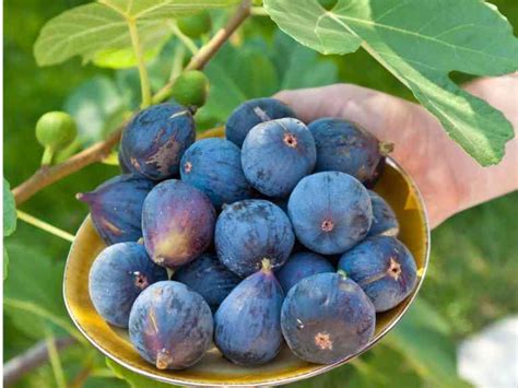 18 Fantastic Fig Tree Varieties to Grow at Home ~ Homestead and Chill