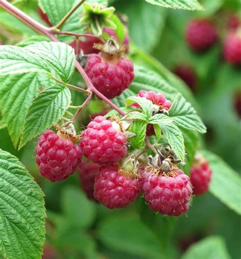 How To Plant Raspberry Bushes Video – Raspberry