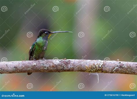 Magnificent Hummingbird in the Rainforest Stock Photo - Image of fauna ...