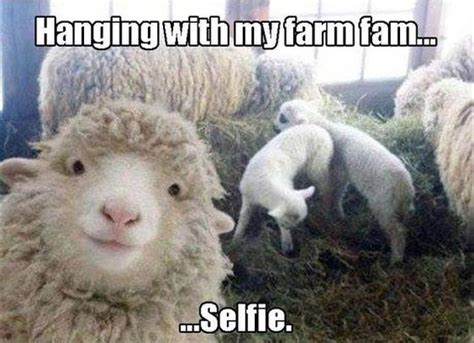 15 Sheep Memes – FunnyFoto - Page 2