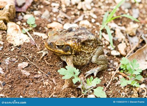 Cane Toad stock image. Image of secretions, toxic, eyes - 15565319