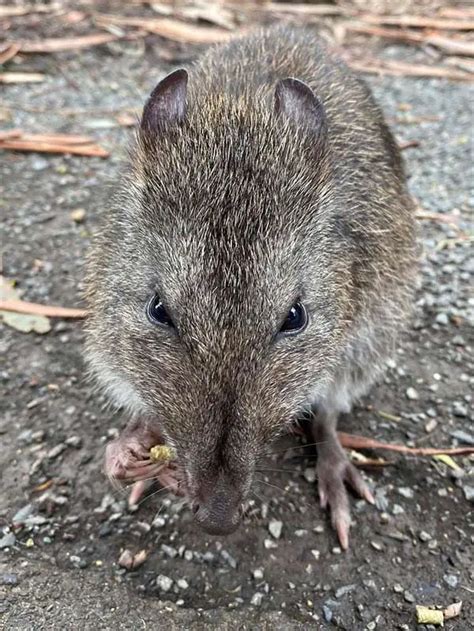 Long-Nosed Potoroo | The Animal Facts | Appearance, Diet, Behavior